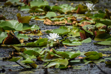 Lovely White Water Lily in Pond surrounded by Green Lily Pads in Maryland, USA.