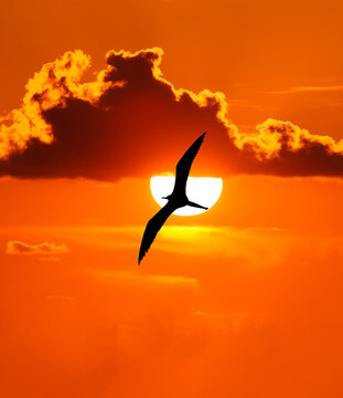 Beautiful Sunset Bird Inspirational Nature Silhouette vertical