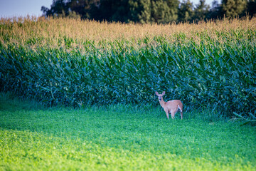Wisconsin whitetail doe (odocoileus virginianus) standing next to a cornfield in July