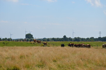 cows in the field