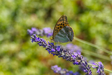 Silver-washed Fritillary butterfly (Argynnis paphia) sitting on lavender in Zurich, Switzerland