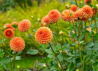 Autumn landscape. Dahlia flowers. Beautiful orange flowers on green leaves background. Bouquet of orange dahlia. Chrysanthemum on the green meadow. Close up floral, soft bokeh. Orange petals. 