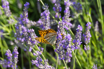 Fototapete Common Brimstone Butterfly (Gonepteryx Rhamni) Sitting On  Lavender In Zurich, Switzerland-Janine