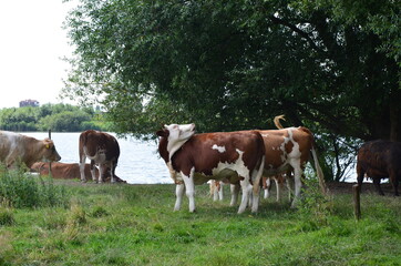 Fototapeta na wymiar cows at waterside