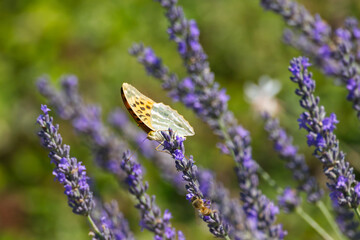 Silver-washed Fritillary butterfly (Argynnis paphia) sitting on lavender in Zurich, Switzerland