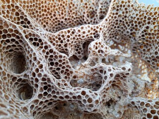 Natural honeycombs, their structure and variety.
