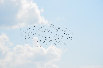 bird swarm in the sky