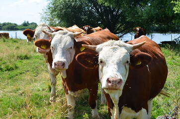 cows in a field close-up