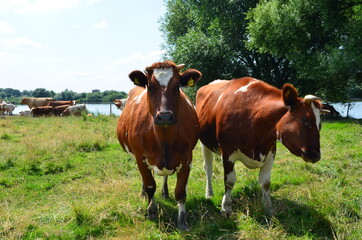 Fototapeta na wymiar cows in a field close-up