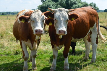 Naklejka na ściany i meble cows in a field close-up