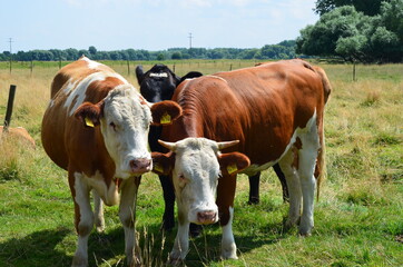 cows in a field close-up