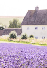 Fototapeta na wymiar Rows of lavender At Snowshill lavender farm in the Cotswolds