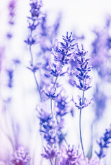 Obraz premium Rows of Cotswold lavender blooms At Snowshill lavender farm in Worcestershire.