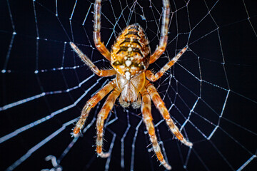 spider on a web