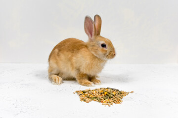 Redhead Ginger rabbit sitting next to food on a white background. Pet feeding concept.