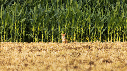 fox in the field