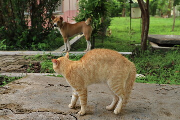 cat and dog