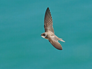 European sand martin (Riparia riparia)