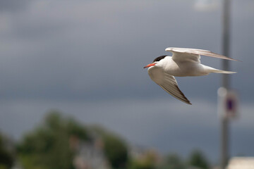 Oiseau en plein vol