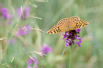 Dark Green Fritillary on Green-winged Orchid