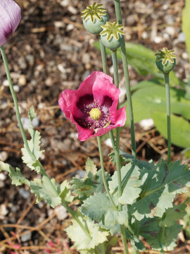 (Papaver somniferum) Pavot somnif&egrave;re ou officinal, fleur &agrave; p&eacute;tales rose lilas, macules basales violac&eacute;e au sommet d'une tige aux feuilles dent&eacute;es et lanc&eacute;ol&eacute;es vert clair