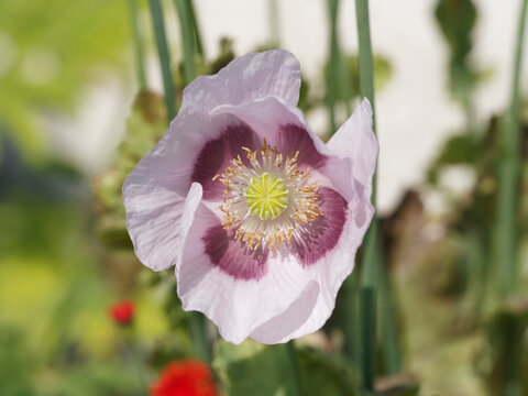 Papaver somniferum | Pavot somnif&egrave;re | Pavot &agrave; opium | Oeillette | Pavot officinal - Pavot des jardins cultiv&eacute; &agrave; des fins ornementales