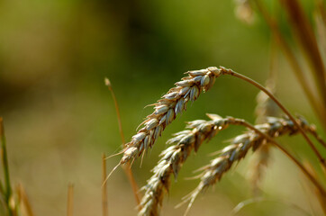 Three ripe spikelets of wheat