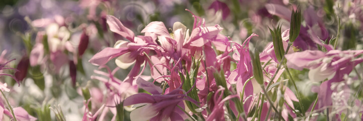 Fototapeta na wymiar Columbine Aquilegia Caerulea flower. Rocky Mountain Aquilegia