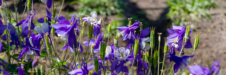 Columbine Aquilegia Caerulea flower. Rocky Mountain Aquilegia