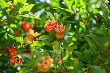 Pomegranate (Punica granatum) with blossom and fruit on green bush in summer in Albania