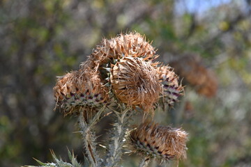 Dried thistle in summer in Albania