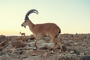 Male Ibex walking in the Negev Desert in Israel