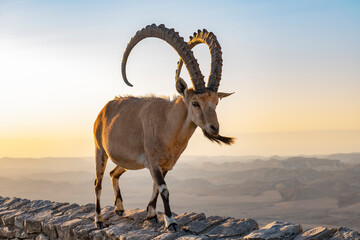 Male Ibex walking on the rim of the Ramon Crater at sunrise with the Negev desert in the background - obrazy, fototapety, plakaty