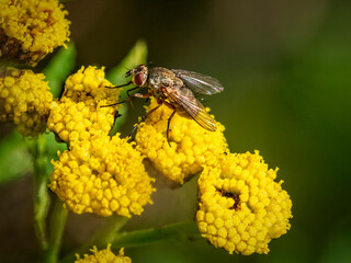 fly on yellow flower