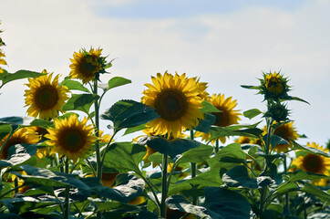 Blooming sunflowers at the field.