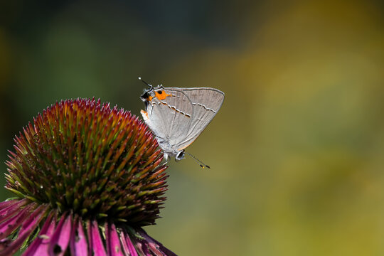 Gray hairstreak feeding on Echinacea flower.  The butterfly is a member of the gossamer-winged butterflies and is the second-largest family of butterflies. It is one of the most common hairstreaks.