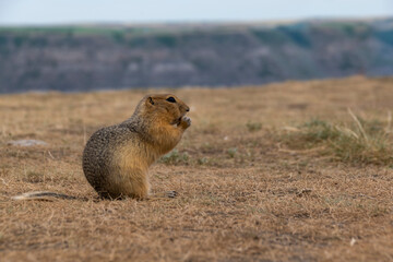 A small rodent-like animal, perhaps a gopher, groundhog, or marmot, pauses to eat a snack at Horsethief Canyon near Drumheller, Alberta.