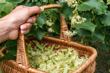 Woman's hand holding a wicker basket full of linden blossoms