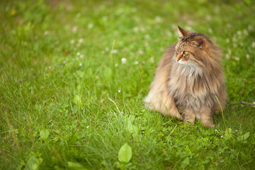 Young long haired brown cat walks outdoor next to the house