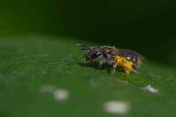 Abeille sauvage