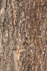 Bark of tree. Pine tree bark texture. Aged and dry tree bark. Rough material.