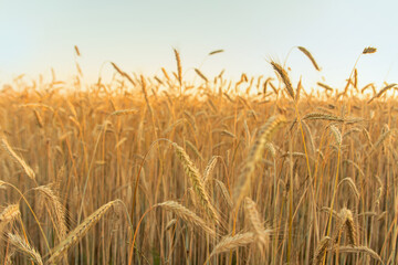 Beautiful landscape of a field with spikelets during sunset time