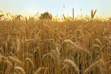 Beautiful landscape of a field with spikelets during sunset time