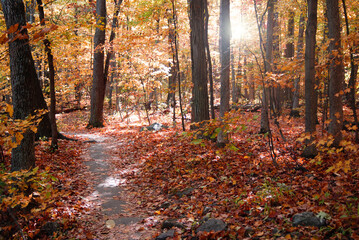 DEEP IN THE WOODS WE COME UPON A LEAFCOVERED PATH