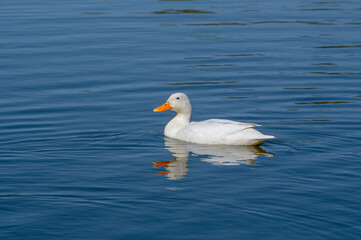 Fototapeta na wymiar Female white mallard duck