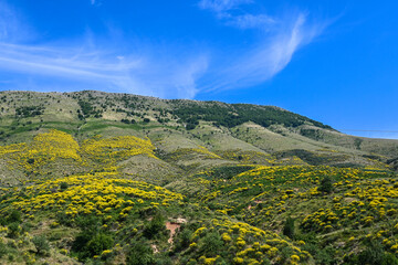 Mountain with yellow flower meadow of blooming flowers near Gjirokastra in Albania and blue sky in summer