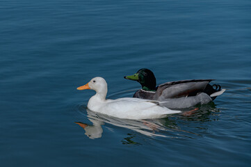 Female white mallard duck