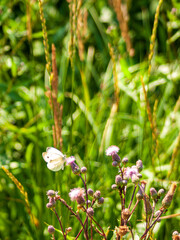 flowers in the forest