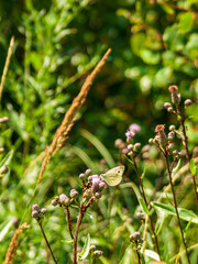 KONICA MINOLTA DIGITAL CAMERA