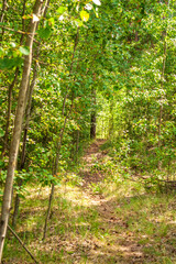 KONICA MINOLTA DIGITAL CAMERA